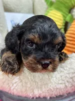 Bobby , a male Cavapoo and Cavalier King Charles Spaniel for sale in Marshfield, MO – 2 of 8