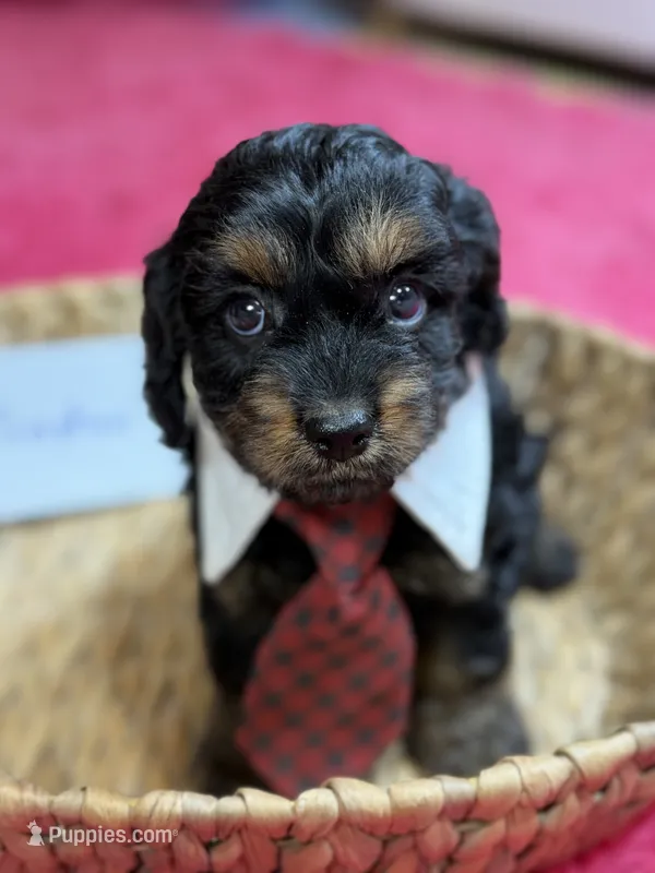 Winston – Cavapoo, Cavalier King Charles Spaniel puppy for sale in Marshfield, MO