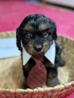 Winston, a male Cavapoo and Cavalier King Charles Spaniel for sale in Marshfield, MO – 1 of 10