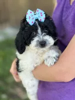Tulip sale pending , a female Cavapoo and Cavalier King Charles Spaniel for sale in Marshfield, MO – 4 of 10
