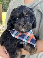 Gabe , a male Cavapoo and Cavalier King Charles Spaniel for sale in Marshfield, MO – 5 of 10