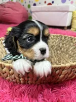 Tim, a male Cavalier King Charles Spaniel for sale in Marshfield, MO – 5 of 10