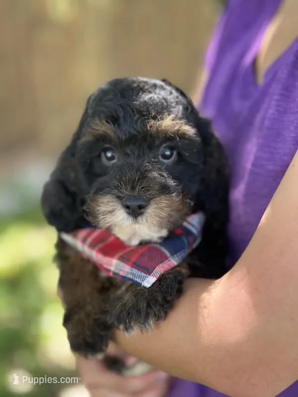 Jacob – Cavapoo, Cavalier King Charles Spaniel puppy for sale in Marshfield, MO