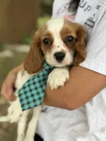 Jake , a male Cavalier King Charles Spaniel for sale in Marshfield, MO – 5 of 10
