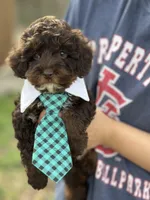 Rolo, a male Cavapoo for sale in Missouri, MO – Photo 9 of 10