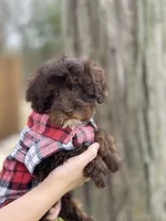 Rolo, a male Cavapoo for sale in Missouri, MO – Photo 3 of 10