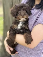 Rolo, a male Cavapoo for sale in Missouri, MO – Photo 5 of 10