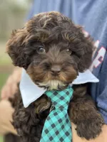Rolo, a male Cavapoo for sale in Missouri, MO – Photo 8 of 10