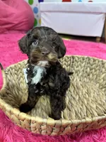 Rolo, a male Cavapoo for sale in Missouri, MO – Photo 4 of 10