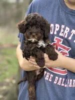 Rolo, a male Cavapoo for sale in Missouri, MO – Photo 10 of 10