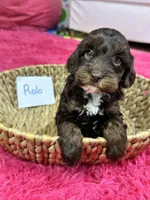 Rolo, a male Cavapoo for sale in Missouri, MO – Photo 5 of 10