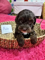 Rolo, a male Cavapoo for sale in Missouri, MO – Photo 9 of 10