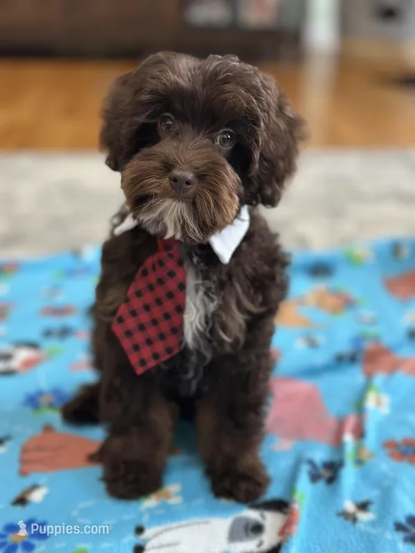 Rolo – Cavapoo puppy for sale in Missouri, MO
