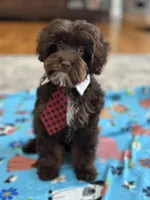 Rolo, a male Cavapoo for sale in Marshfield, MO – 2 of 10
