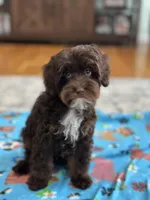 Rolo, a male Cavapoo for sale in Marshfield, MO – 7 of 10
