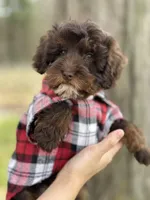 Rolo, a male Cavapoo for sale in Missouri, MO – Photo 4 of 10