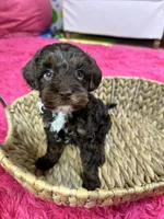 Rolo, a male Cavapoo for sale in Missouri, MO – Photo 7 of 10
