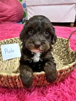 Rolo, a male Cavapoo for sale in Missouri, MO – Photo 3 of 10