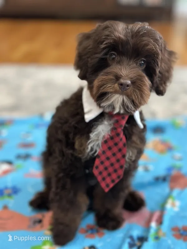 Rolo – Cavapoo puppy for sale in Missouri, MO