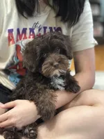 Rolo, a male Cavapoo for sale in Marshfield, MO – 6 of 10