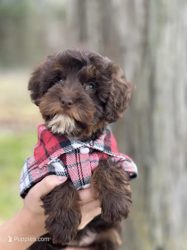 Rolo – Cavapoo puppy for sale in Missouri, MO