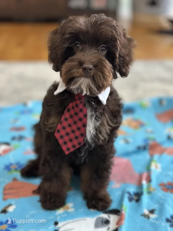 Rolo – Cavapoo puppy for sale in Marshfield, MO