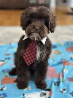 Rolo, a male Cavapoo for sale in Marshfield, MO – 3 of 10
