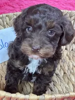 Rolo, a male Cavapoo for sale in Missouri, MO – Photo 10 of 10