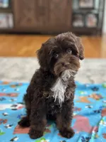 Rolo, a male Cavapoo for sale in Marshfield, MO – 8 of 10