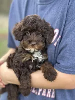 Rolo, a male Cavapoo for sale in Missouri, MO – Photo 6 of 10