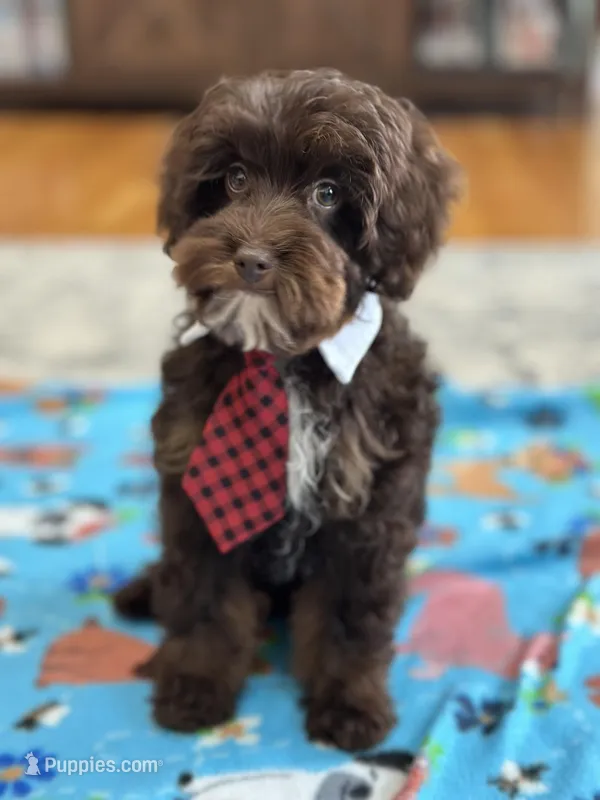Rolo – Cavapoo puppy for sale in Marshfield, MO