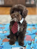 Rolo, a male Cavapoo for sale in Marshfield, MO – 5 of 10
