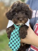 Rolo, a male Cavapoo for sale in Missouri, MO – Photo 7 of 10