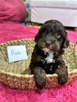 Rolo, a male Cavapoo for sale in Missouri, MO – Photo 8 of 10