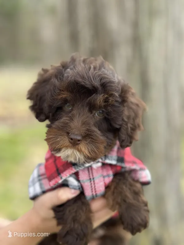 Rolo – Cavapoo puppy for sale in Missouri, MO