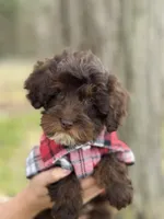 Rolo, a male Cavapoo for sale in Missouri, MO – Photo 2 of 10