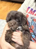 Rolo, a male Cavapoo for sale in Marshfield, MO – 4 of 10
