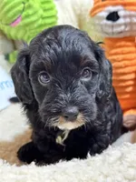 Timmy, a male Cavapoo and Cavalier King Charles Spaniel for sale in Marshfield, MO – 3 of 10