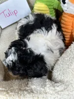 Tulip, a female Cavapoo and Cavalier King Charles Spaniel for sale in Marshfield, MO – 7 of 7