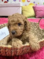 Toby , a male Cavapoo and Cavalier King Charles Spaniel for sale in Marshfield, MO – 6 of 10