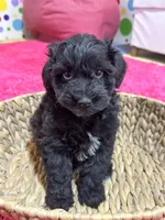 Martin , a male Schnoodle for sale in Marshfield, MO – 9 of 10