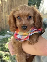 Marty, a male Cavapoo and Cavalier King Charles Spaniel for sale in Marshfield, MO – 9 of 10