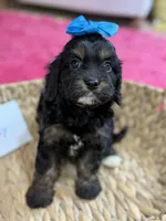 Paisley, a female Cavapoo and Cavalier King Charles Spaniel for sale in Marshfield, MO – 8 of 10