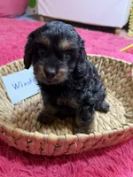 Winston, a male Cavapoo and Cavalier King Charles Spaniel for sale in Marshfield, MO – 10 of 10