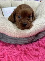 Lily , a female Cavapoo and Cavalier King Charles Spaniel for sale in Marshfield, MO – 9 of 10