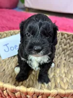 Joe, a male Cavapoo and Cavalier King Charles Spaniel for sale in Marshfield, MO – 3 of 7
