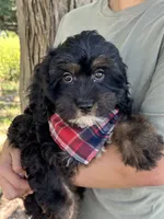 Billy , a male Cavapoo and Cavalier King Charles Spaniel for sale in Marshfield, MO – 8 of 10