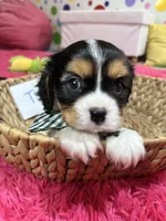 Tim, a male Cavalier King Charles Spaniel for sale in Marshfield, MO – 4 of 10