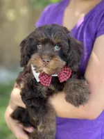Snickers , a male Cavapoo and Cavalier King Charles Spaniel for sale in Marshfield, MO – 2 of 10
