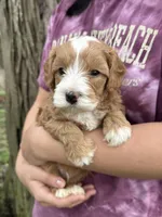 Ronnie, a male Cavapoo for sale in Missouri, MO – Photo 5 of 5